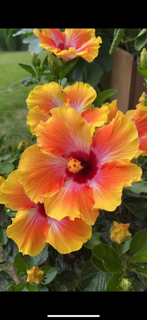 Hibiscus bush - tropical or hardy variety?