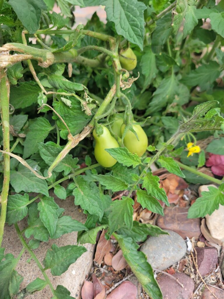 Fruit near the door?