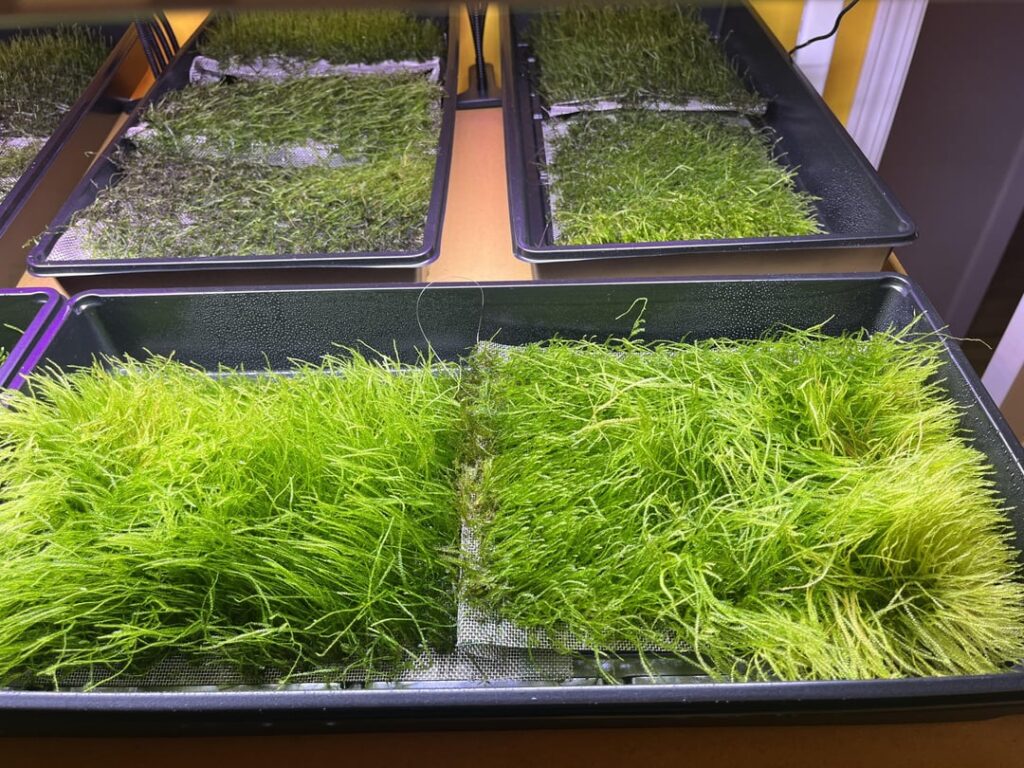 Week 22 – Moss Walls Week 22 - Moss Walls