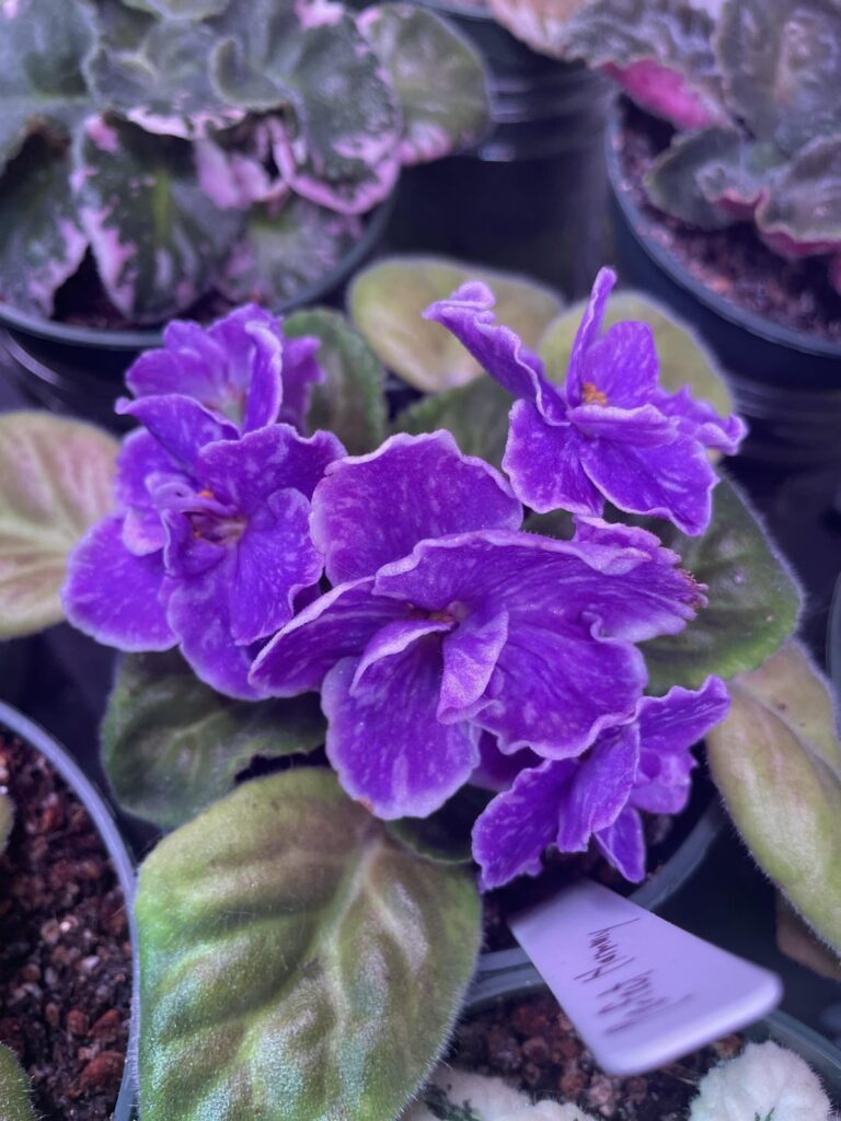 Obsessed with Perfect Harmony’s fantasy blooms