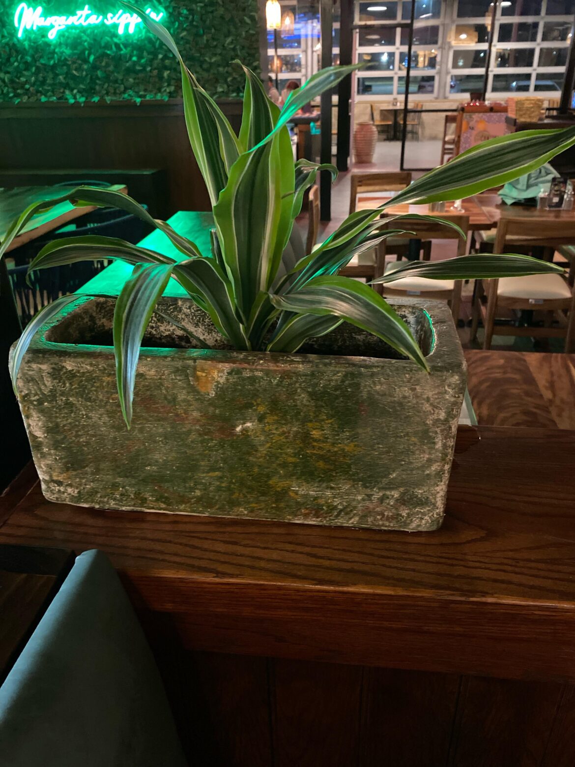 How to propagate this Dracaena