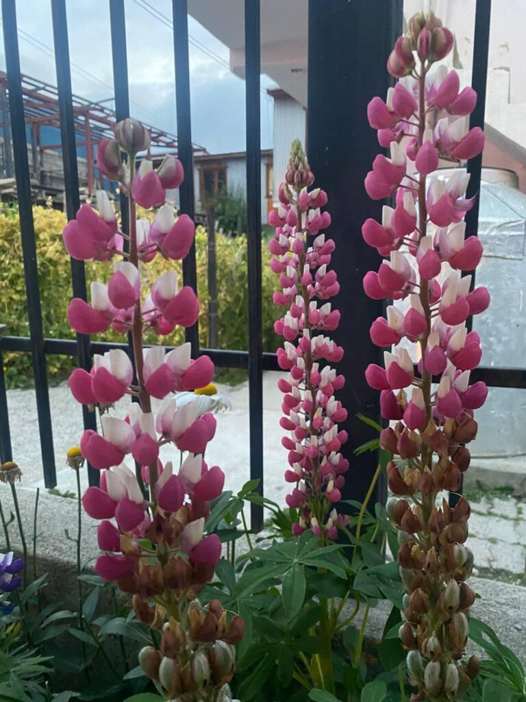 Does anyone here know the names of these beauties?