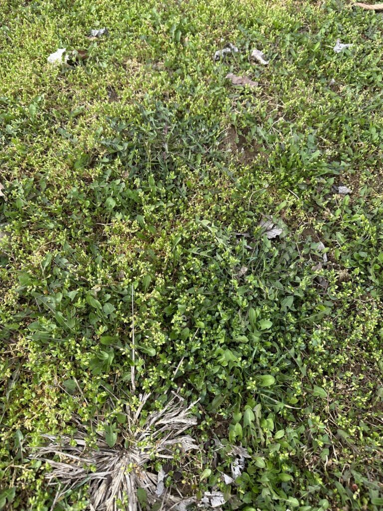 New House – Terrible Yard New House - Terrible Yard