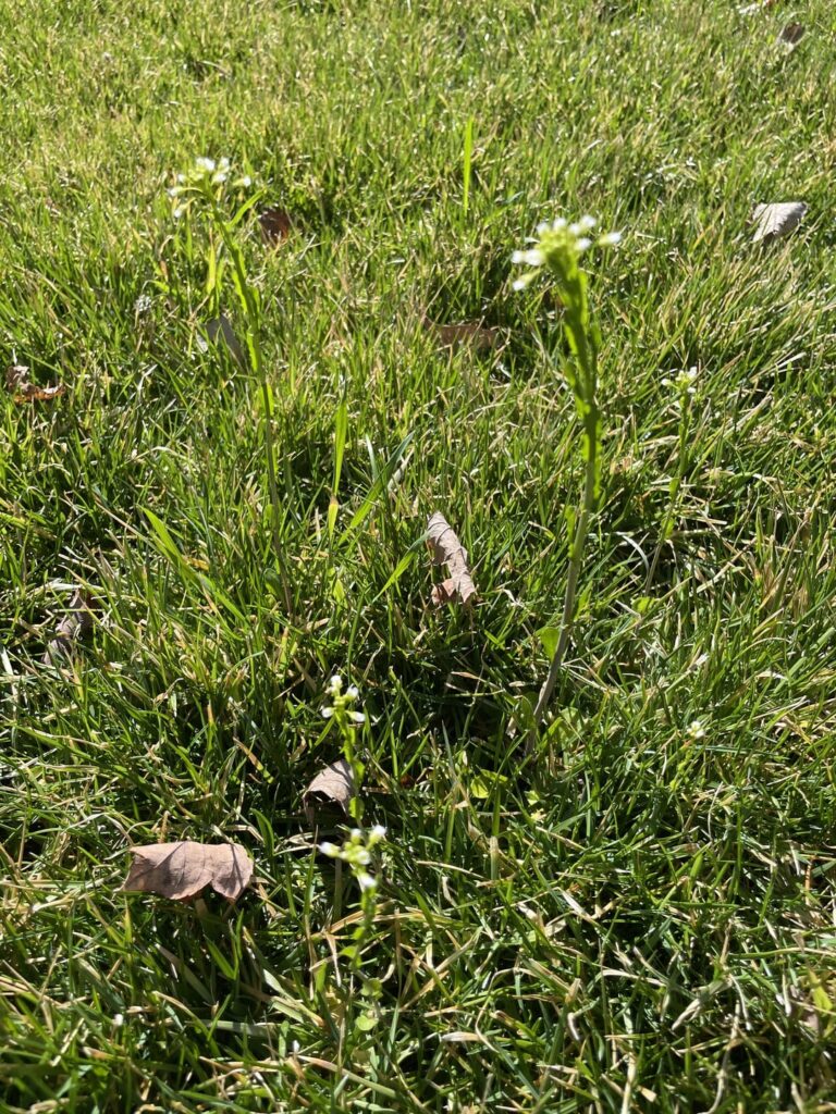 ID White flowers in PA ID White flowers in PA