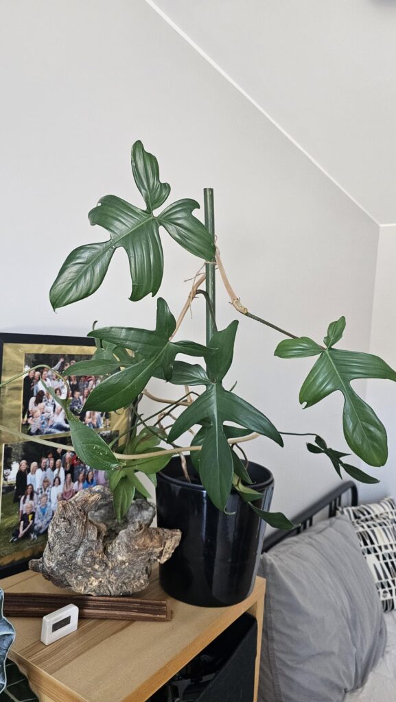 Struggling with Florida beauty