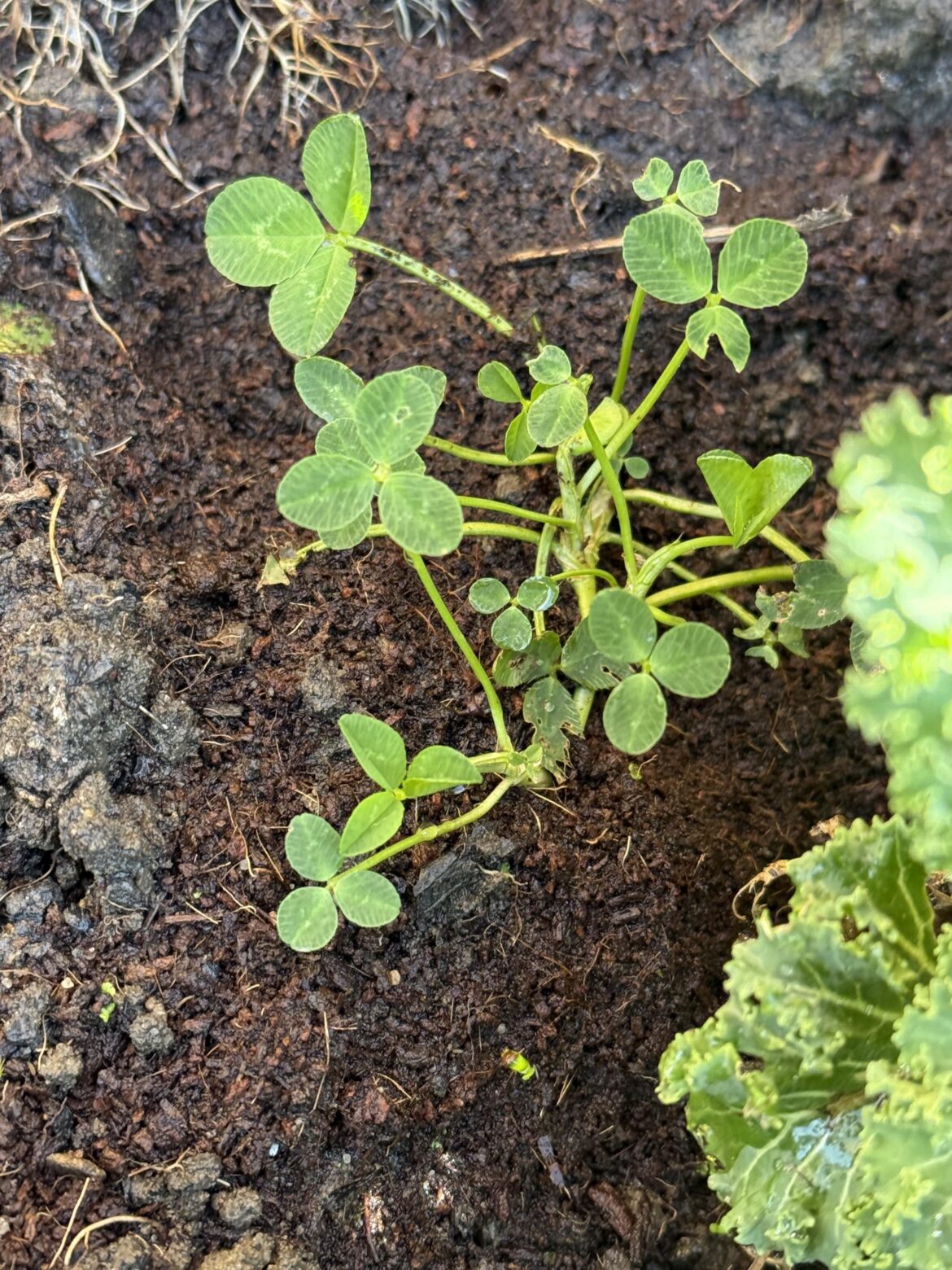 What’s this growing near my kale plant?