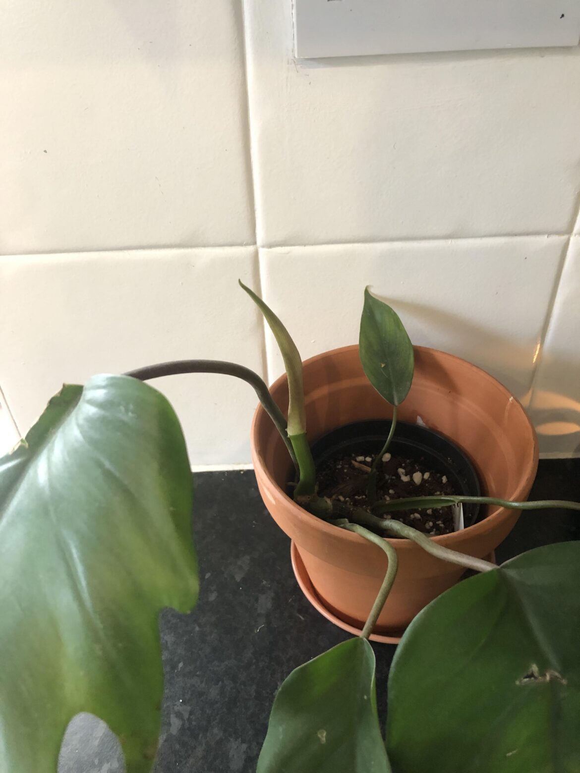 How slow does a Mayoi grow?