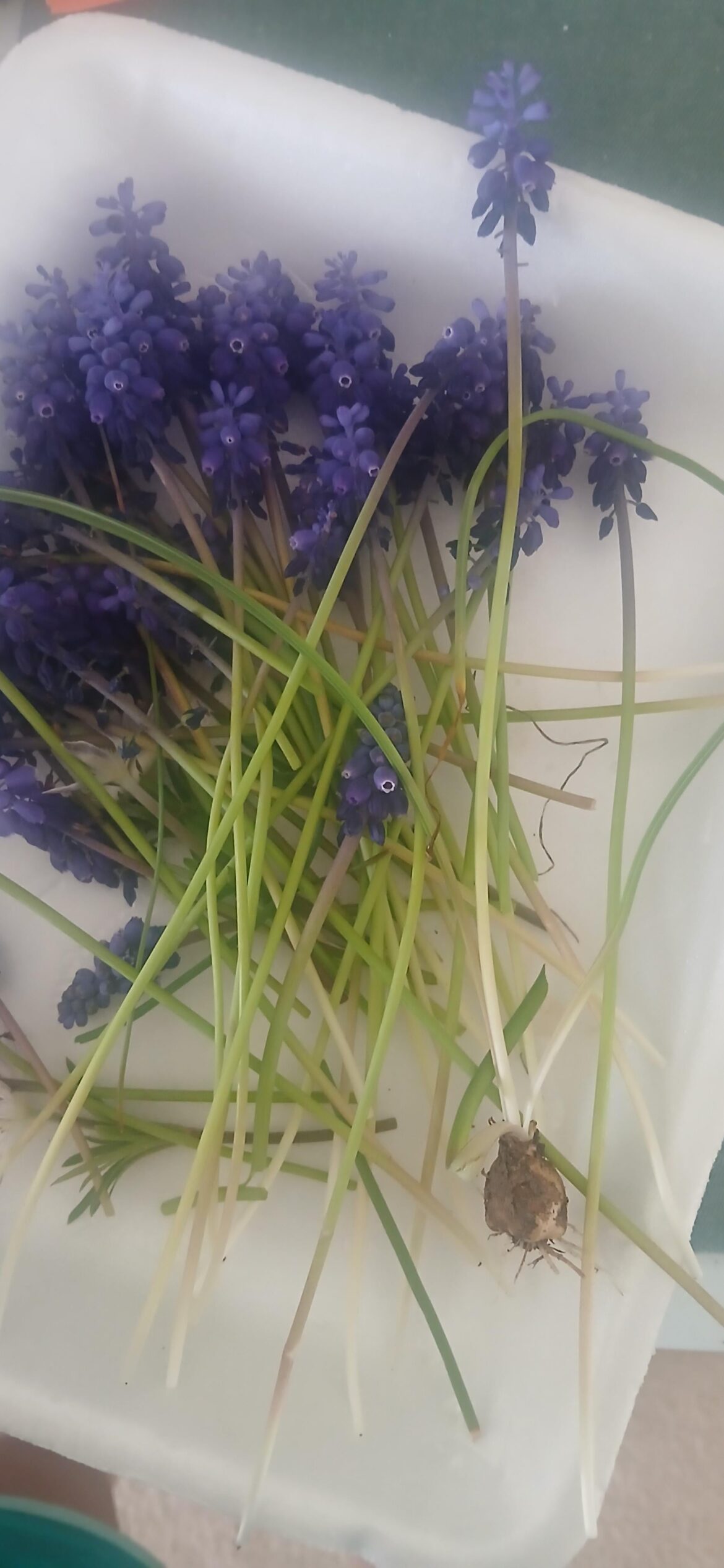 these things from my yard some if which have a bulb at the end?