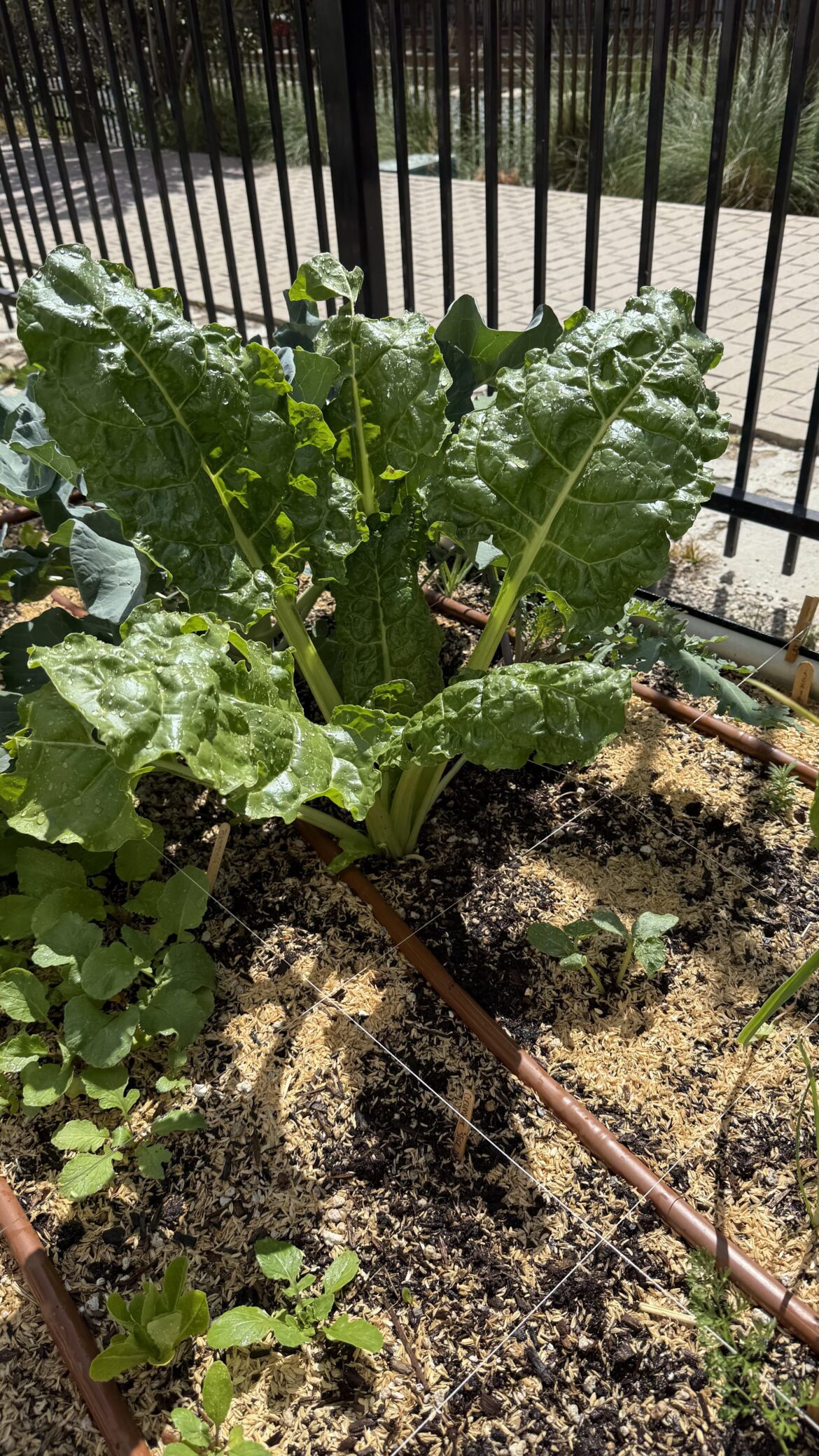 Grew this in the garden. Can’t remember what ended up in this spot