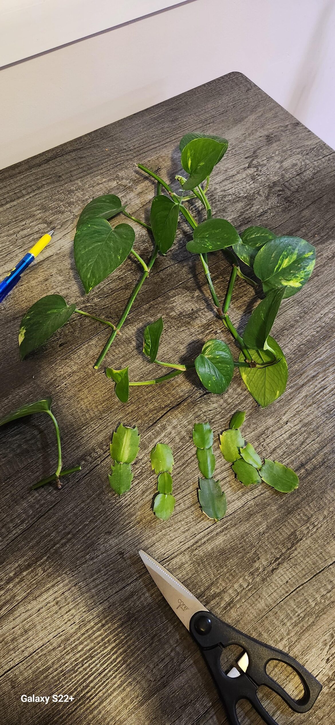 I finally took some cuttings from the plants at my job. Free plants are the best plants