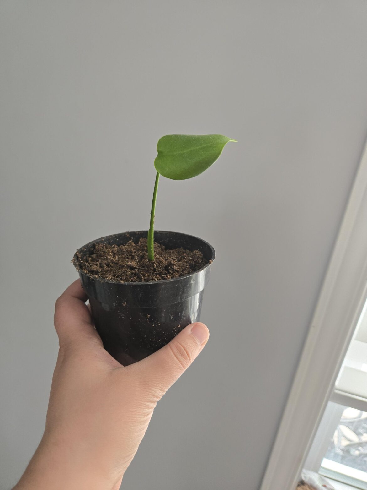 My little zombie leaf