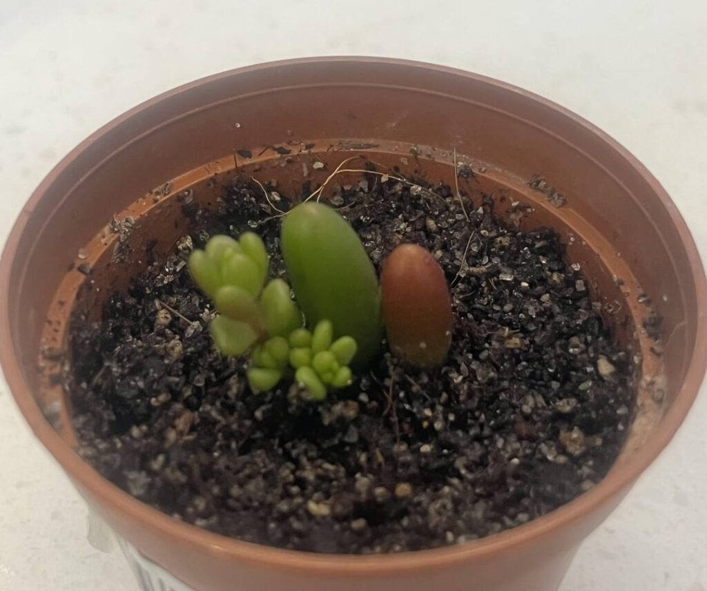 Succulent Leaf Succulent Leaf