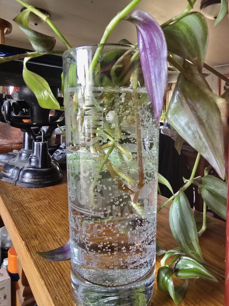 Wandering dude cuttings not rooting