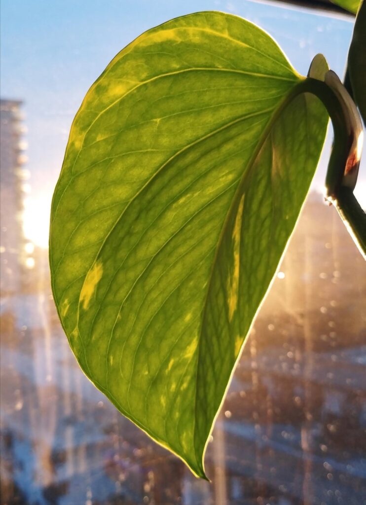 Sunset backlighting my marble pothos after a rainstorm