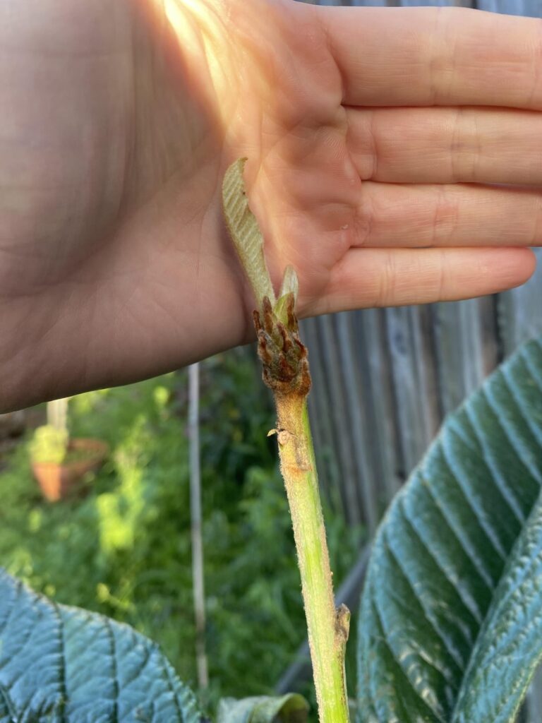 New leaf! Ugly graft? New leaf! Ugly graft?