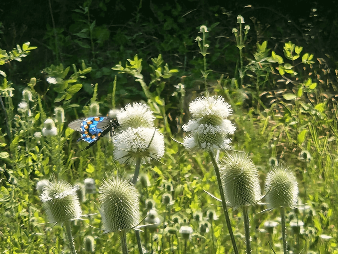 Blooms from last August that attract beautiful insects