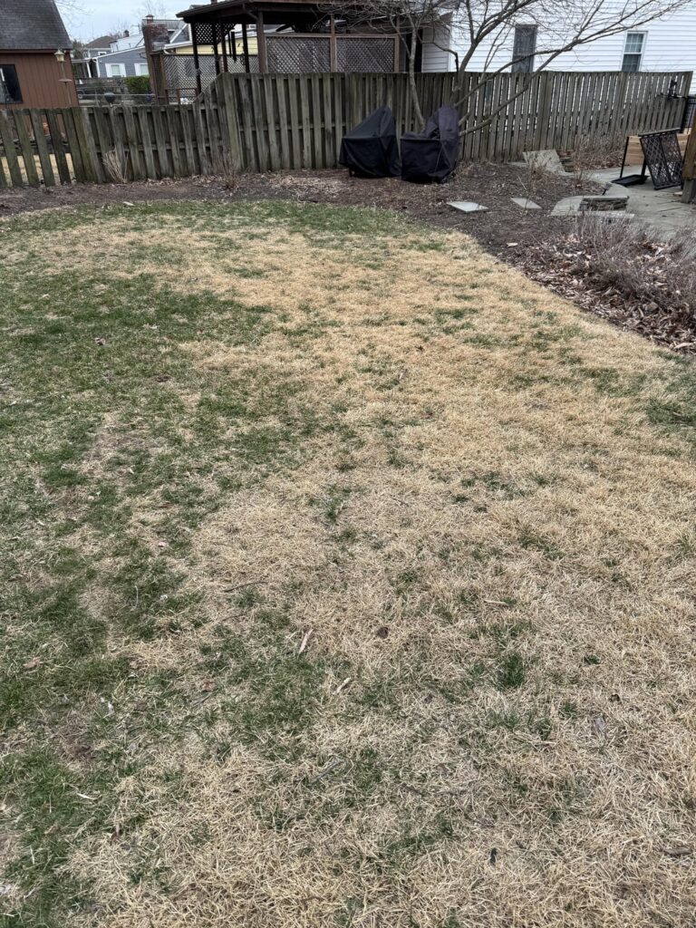 Dethatch or scalp zoysia Dethatch or scalp zoysia