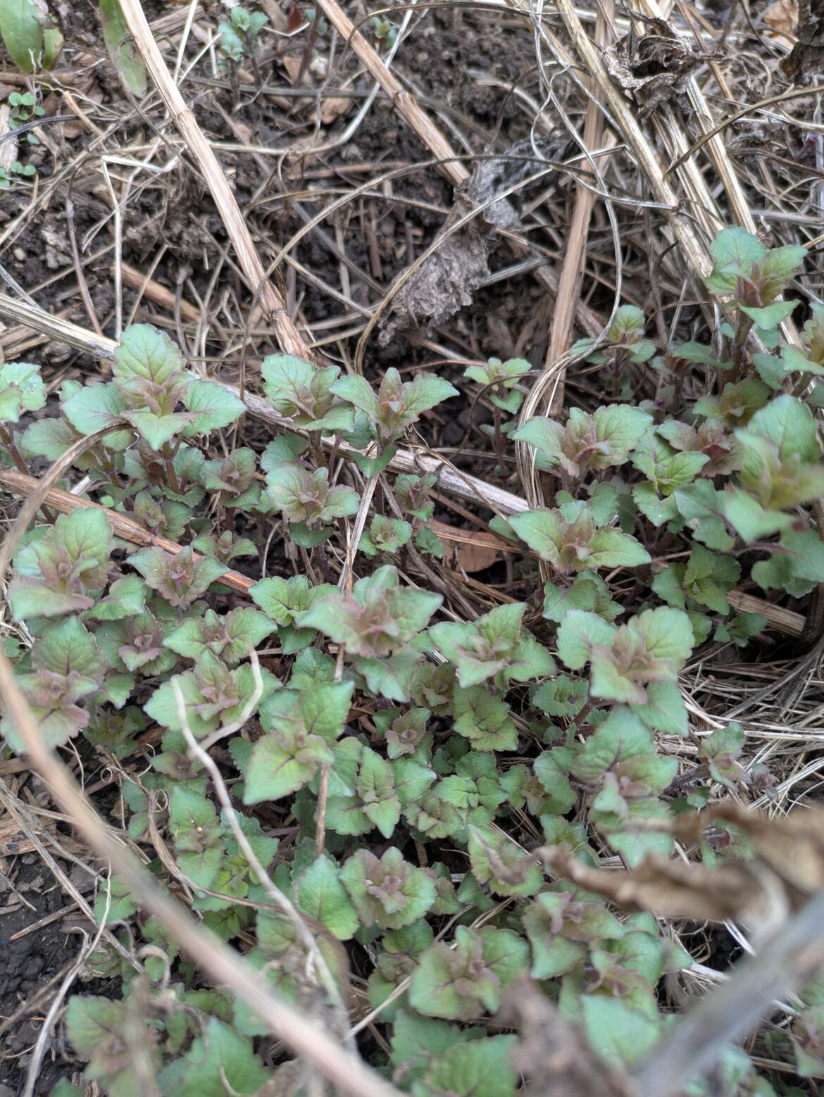 What is this growing on my coneflowers? What is this growing on my coneflowers?