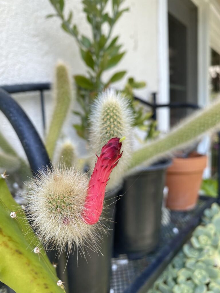 Grafted foxtail cactus. I like the way this thing grows.