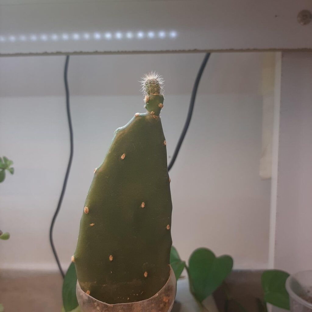 Grafted an Opuntia — Excited to see how it grows!