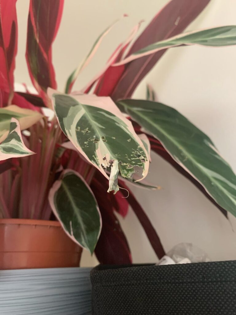 My cats eat my calathea ! It’s My cats eat my calathea ! It’s