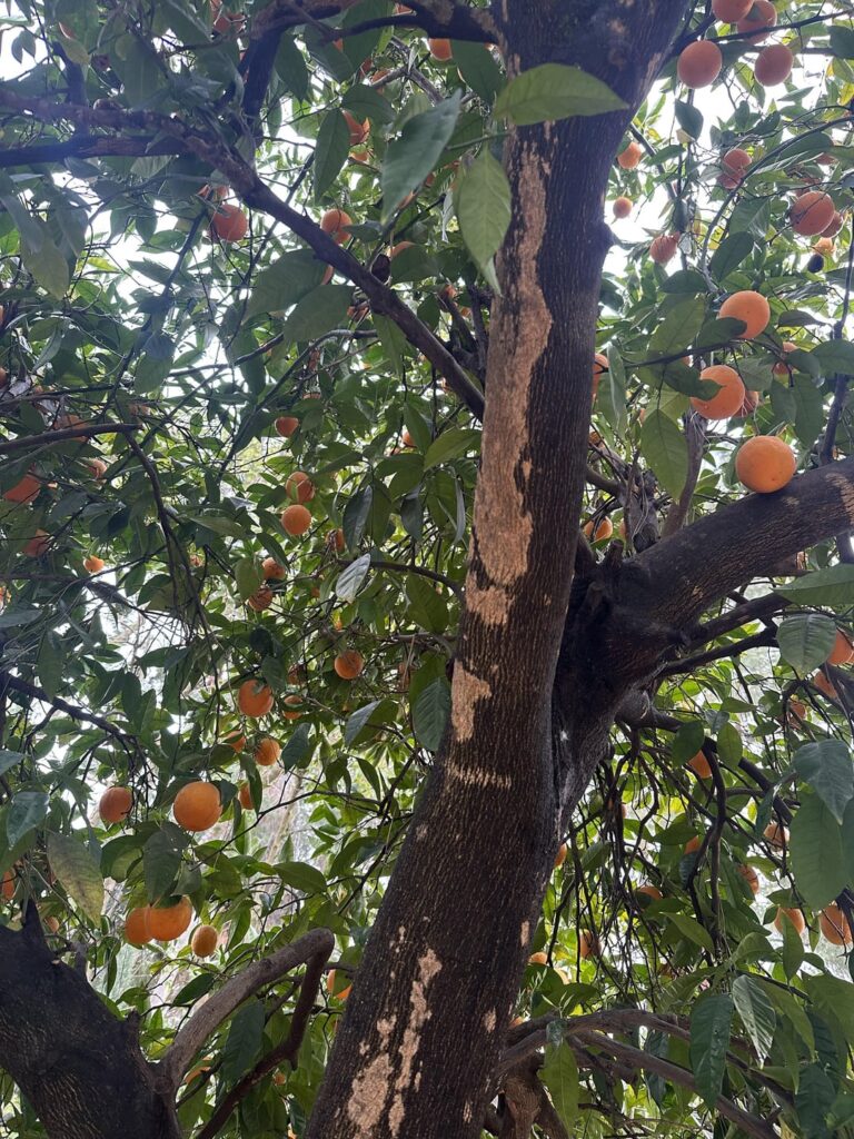 Orange tree issue Orange tree issue