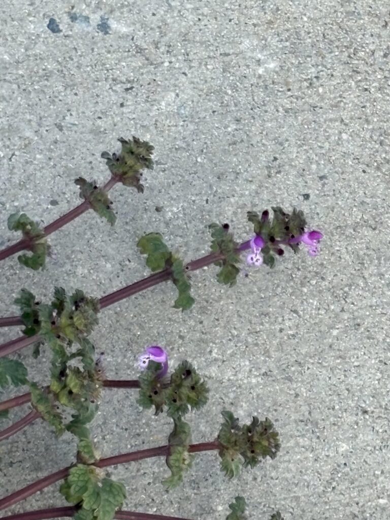 What is this weed?
