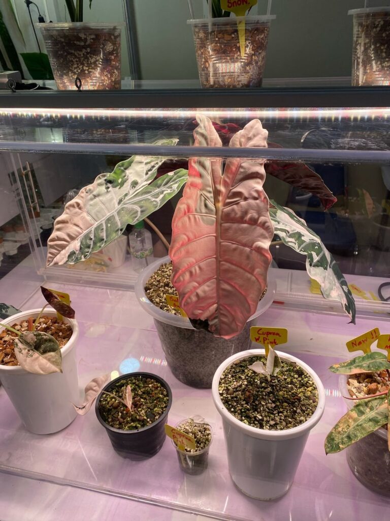 First day of Bangkok International Exotic Plant Show & Sale. Here are some Alocasia i have found , I haven't had time to explore much today, I will come back tomorrow. Are there anyone here who are attending the show too?