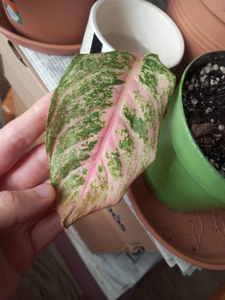 Should I give up on this plant?