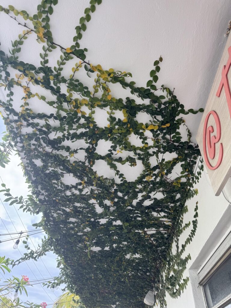 In Ft Lauderdale, Florida, USA.  Growing along the side and roof of a bakery