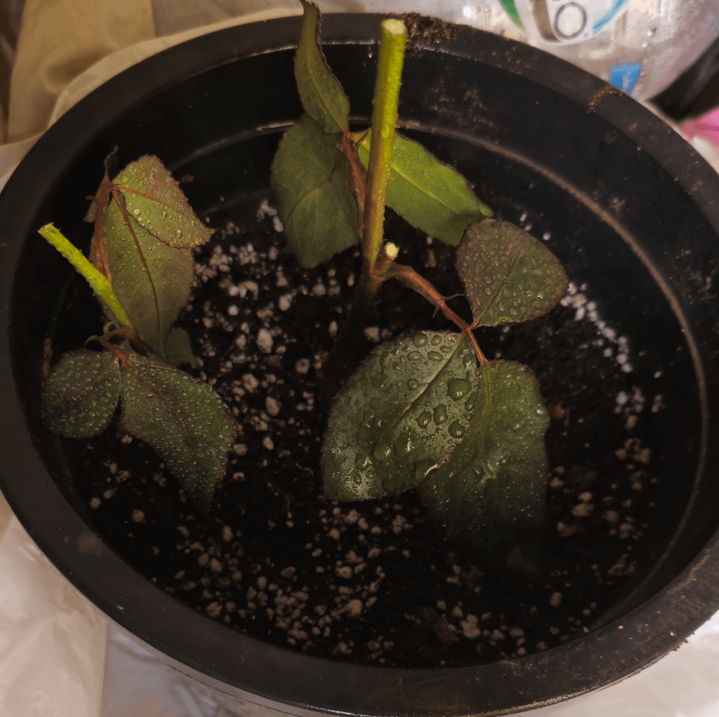 UPDATE - propped rose stem