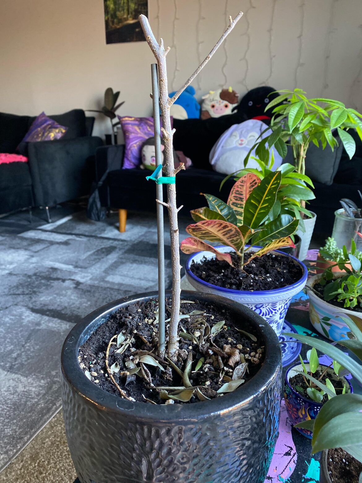 Olive tree is practically gone.. can I nurse her back?