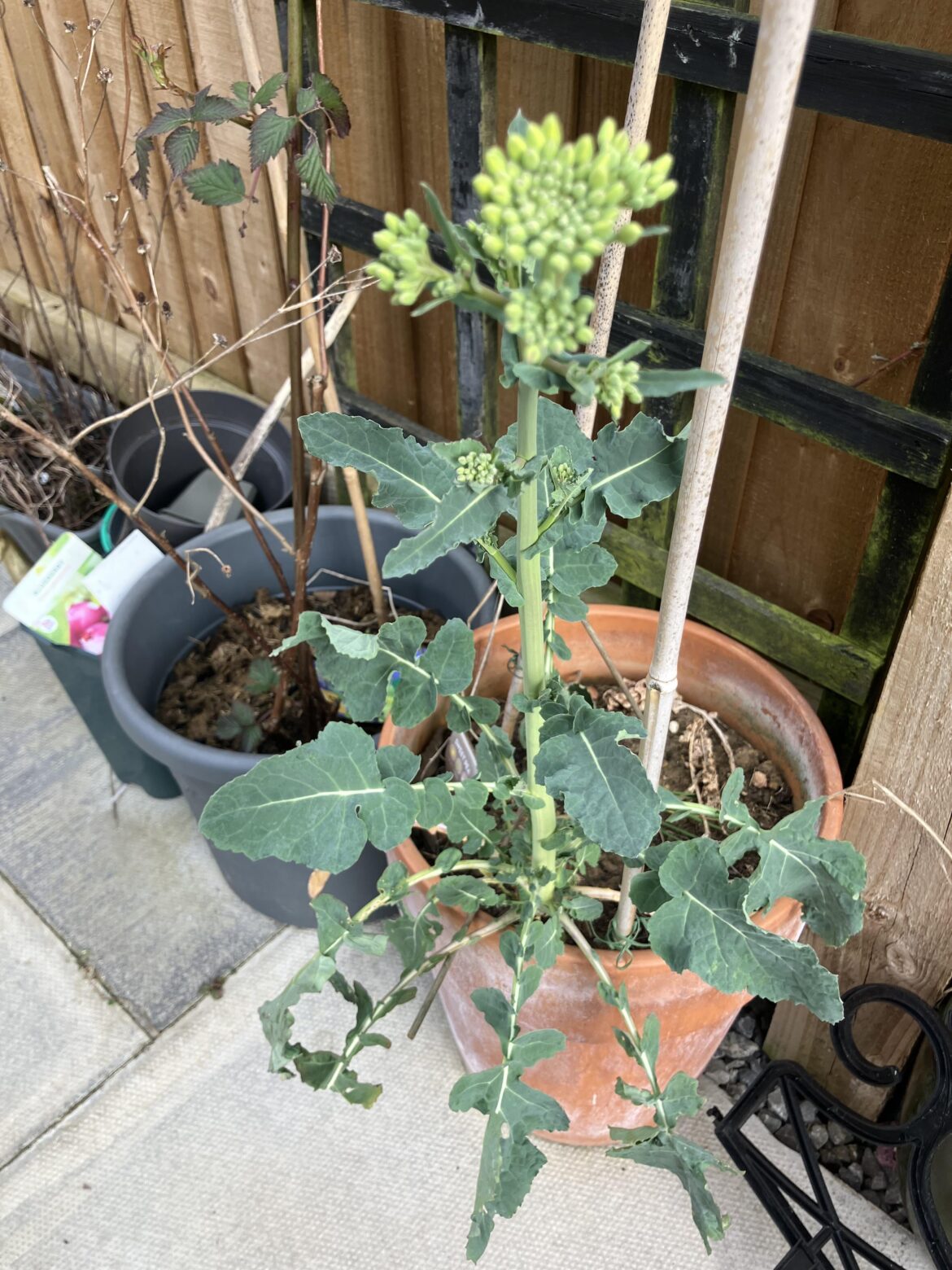 ID help please, some kind of brassica?