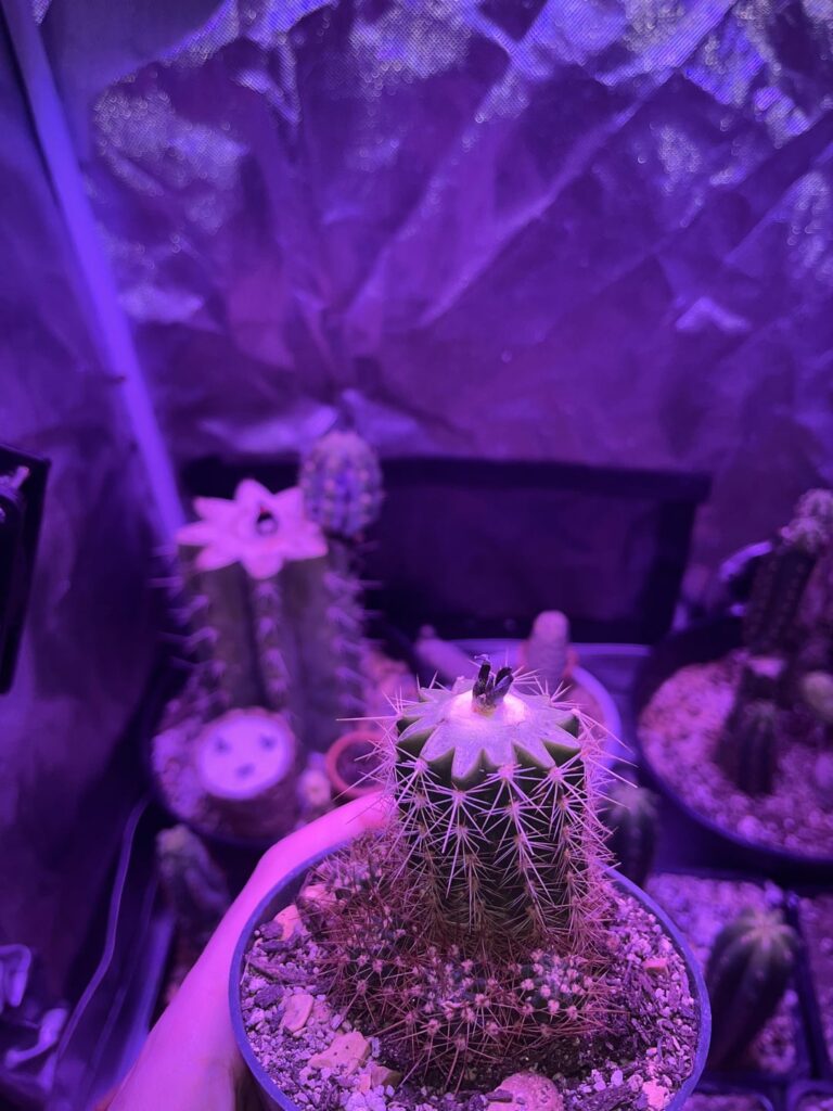 Ariocarpus on Grandi