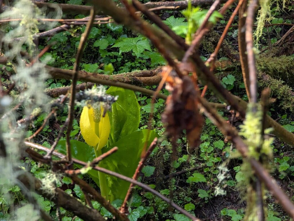 Western skunk cabbage (Lysichiton americanus) Western skunk cabbage (Lysichiton americanus)