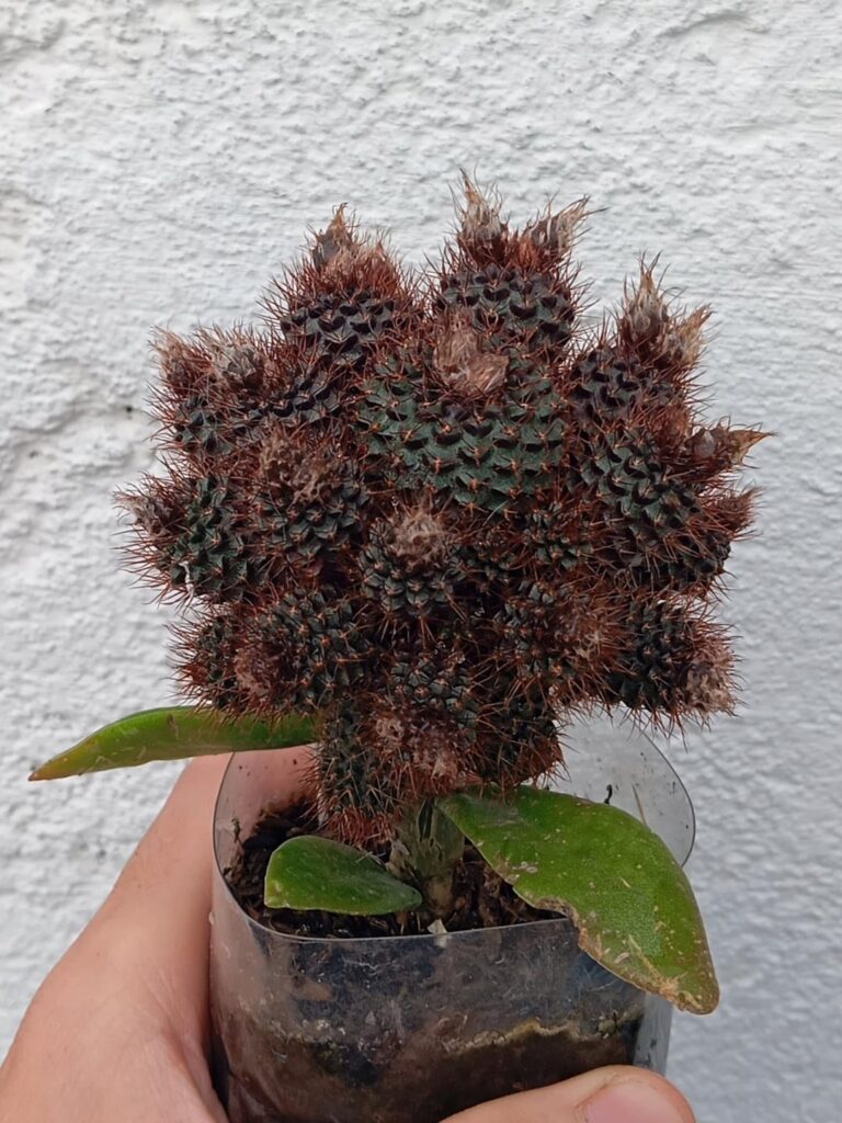 Some of my cooler grafts