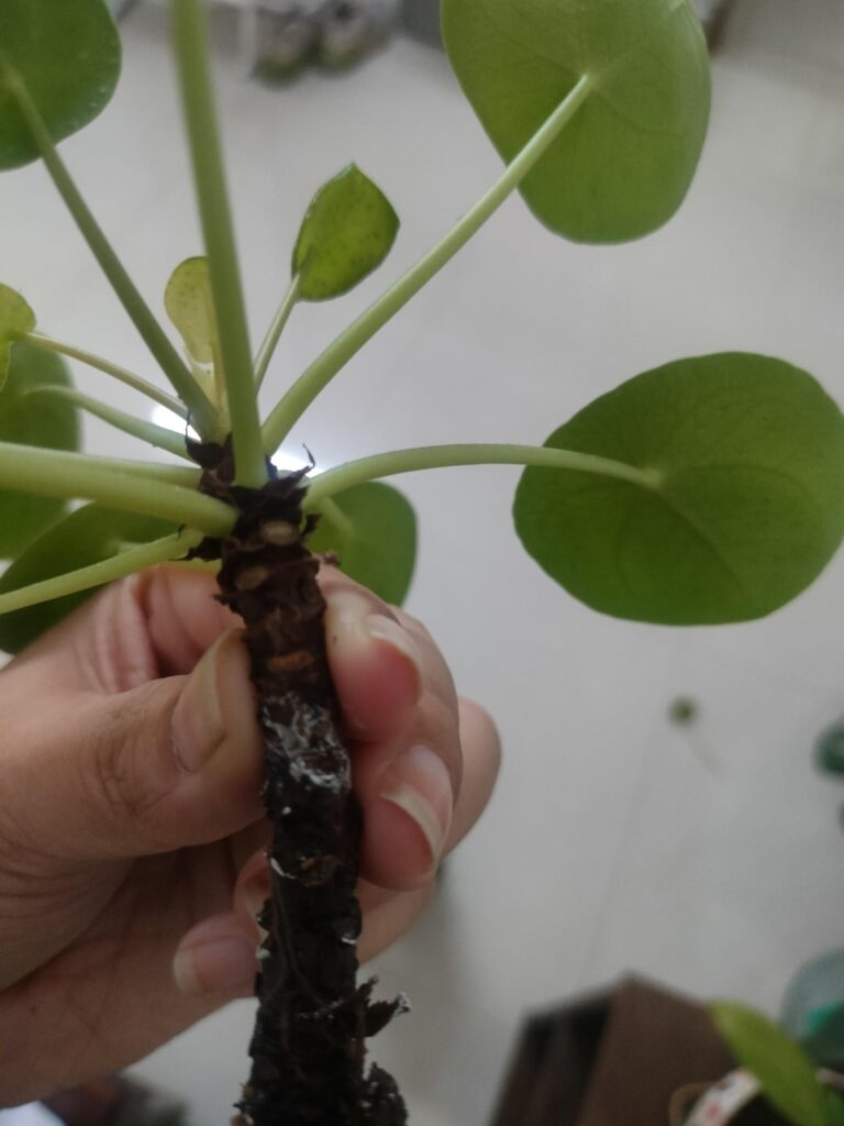 What's wrong with this pilea?