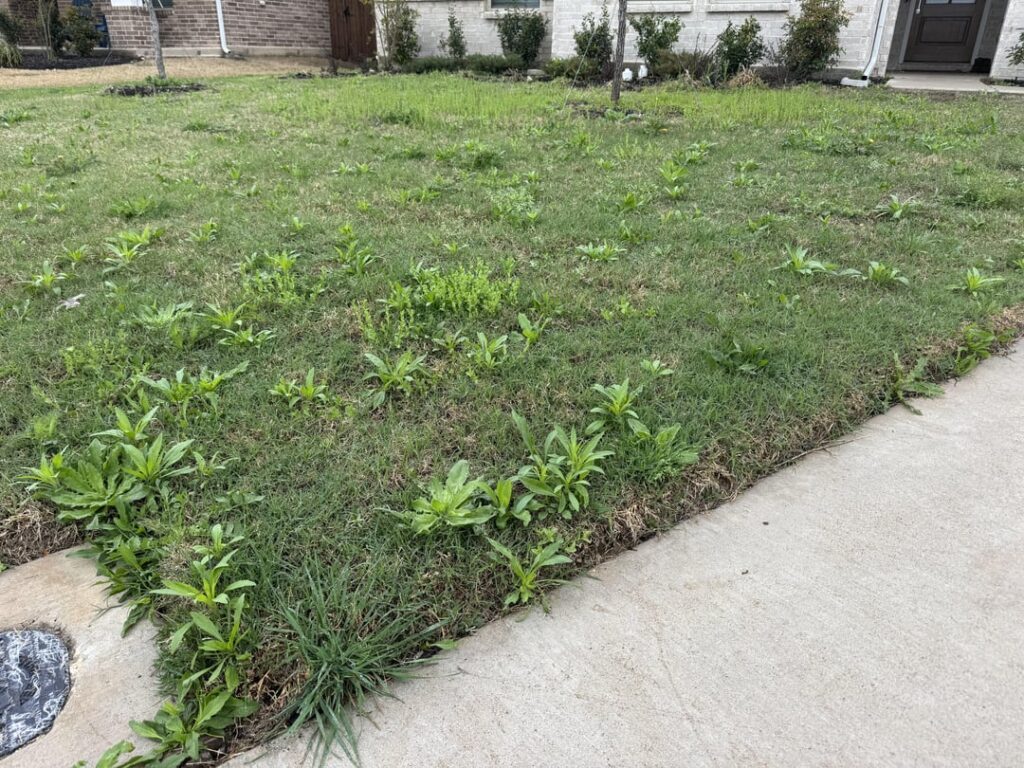 HELP – Winter ended. Weeds came in force. Save my lawn. HELP - Winter ended. Weeds came in force. Save my lawn.