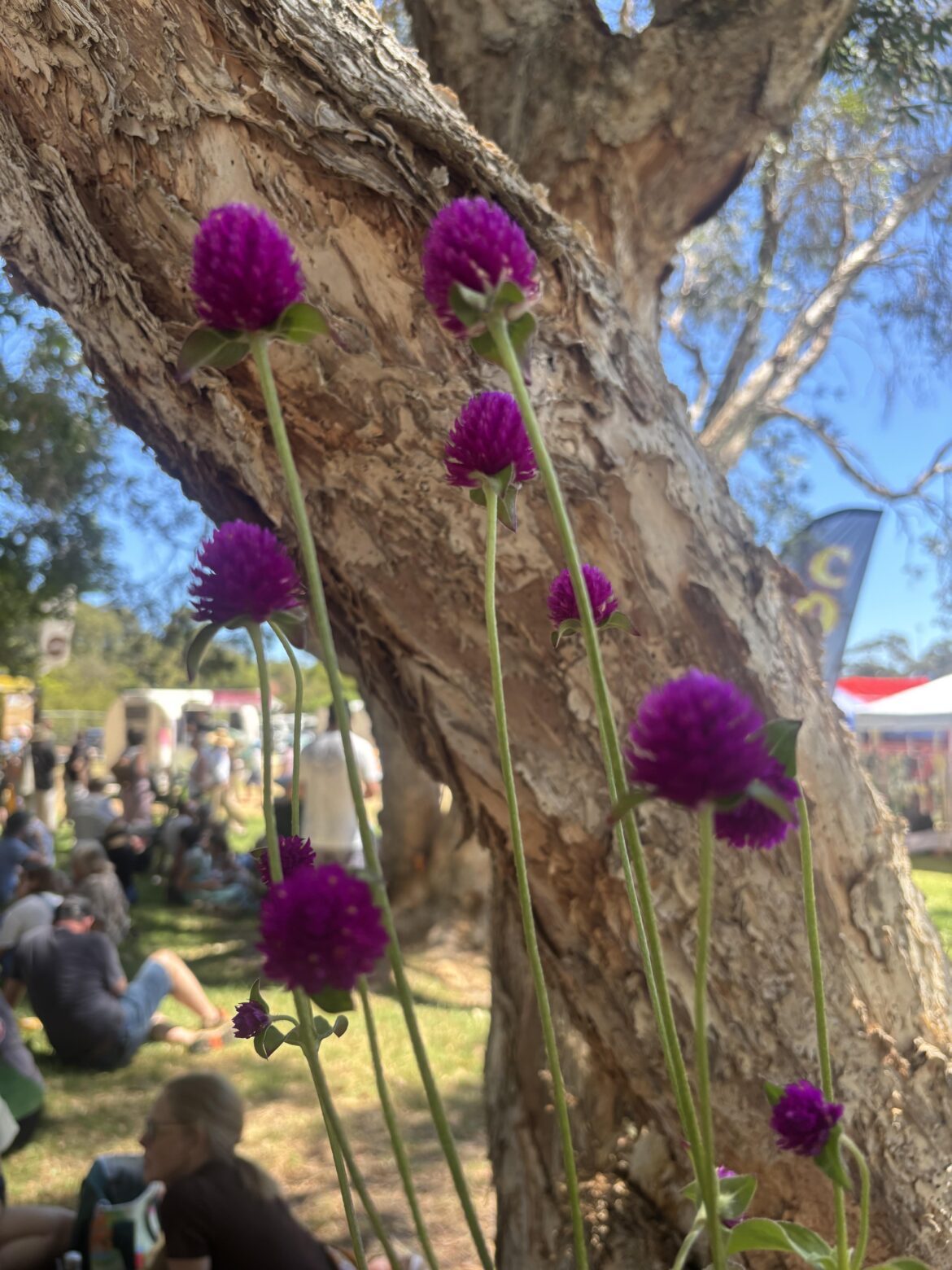 What is this flower?