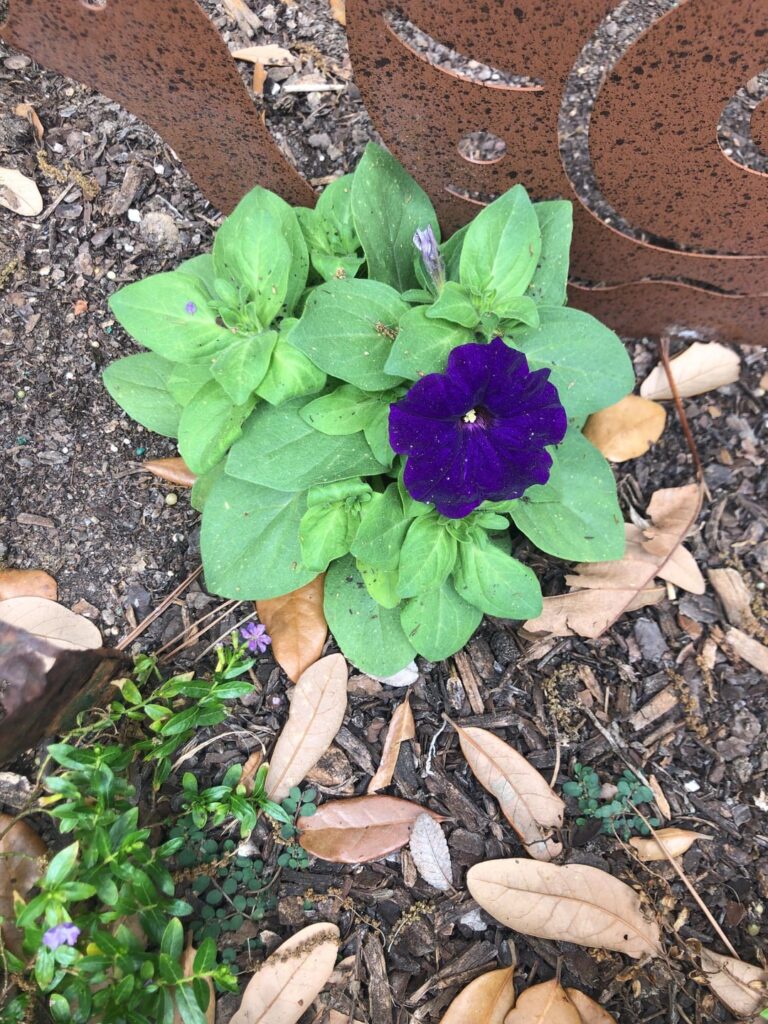 Planter Volunteer with Purple Flowers