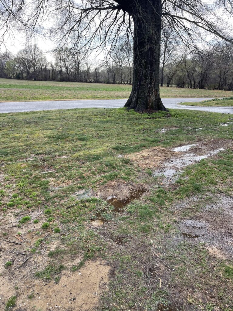 What weed killer for these weeds? What weed killer for these weeds?