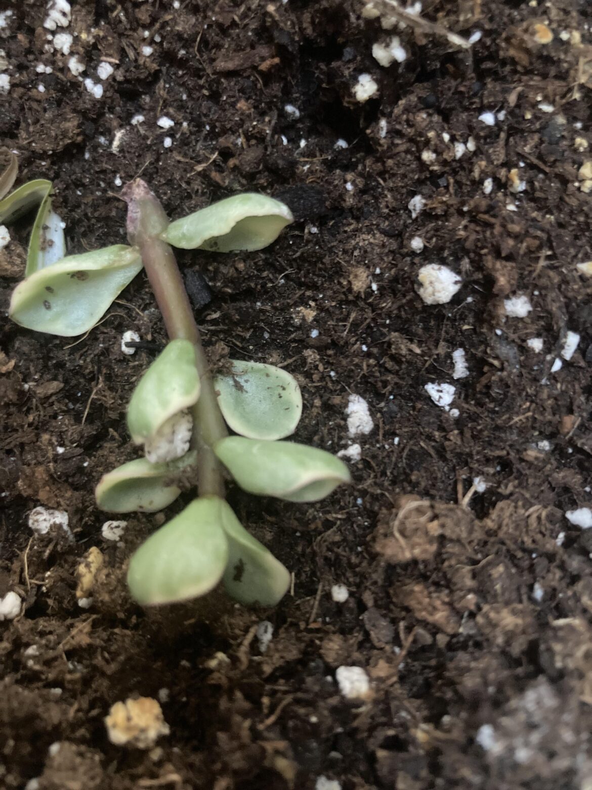 Should I take leaves off? Should I take leaves off?