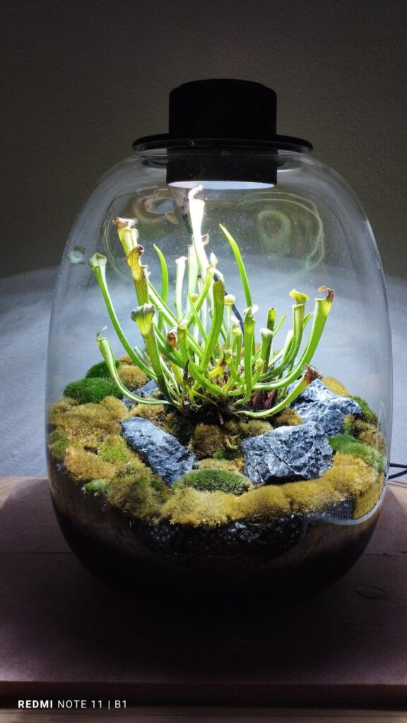 My Terrarium No.2