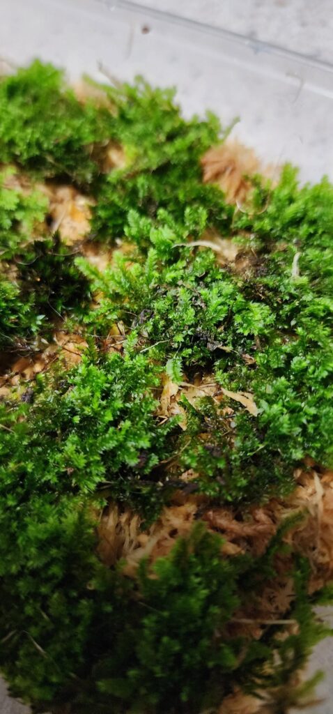 Help identify what type of moss I have