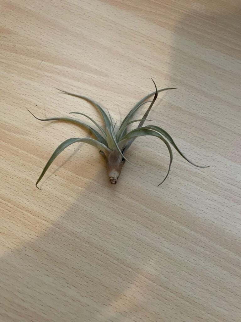 Should I be worried about the brown at the base? Should I be worried about the brown at the base?