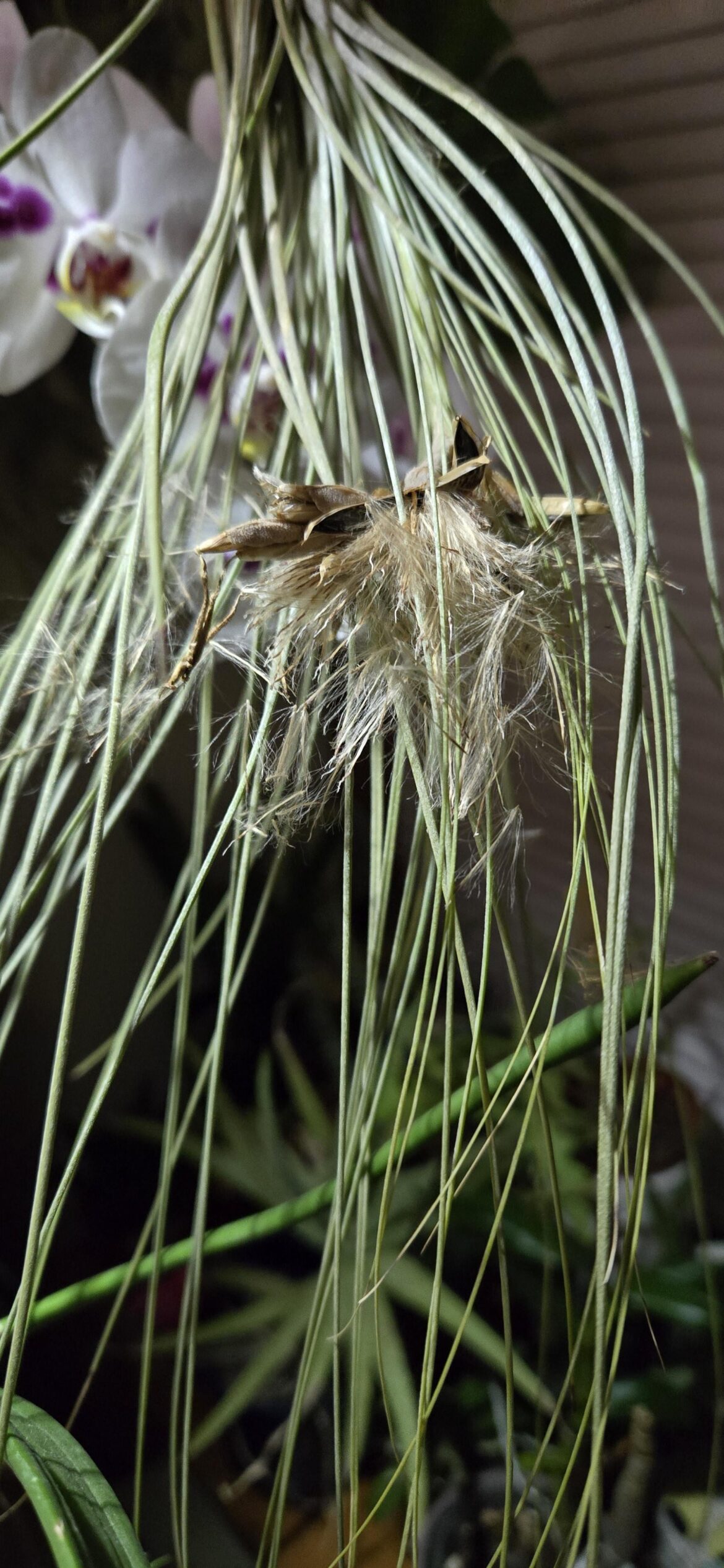 Seed Pod Opened Finally