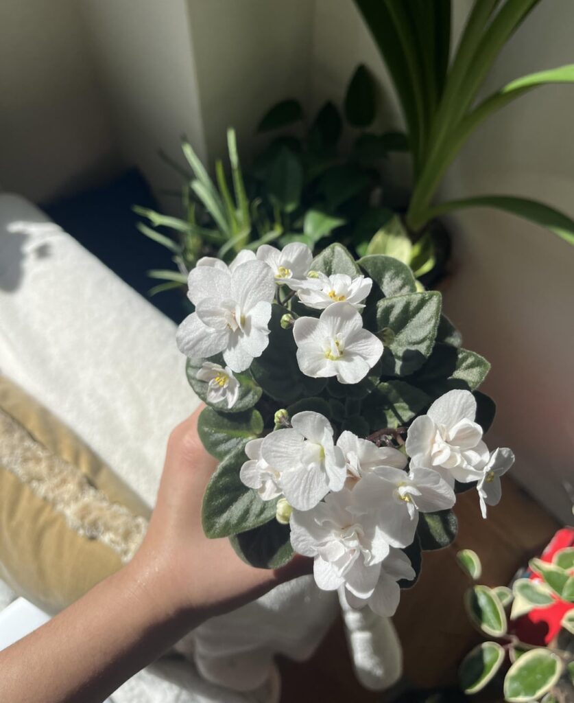 i love these blooms ! 🤍🍀