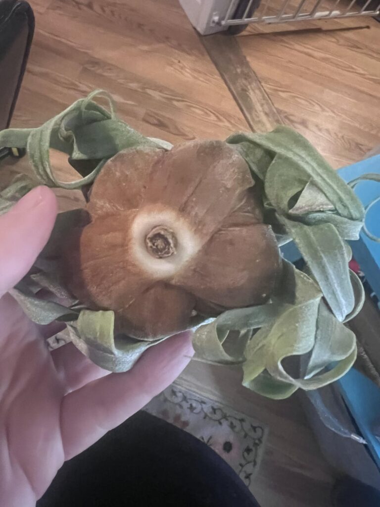 Is this normal for a Tillandsia Streptophylla? Is this normal for a Tillandsia Streptophylla?