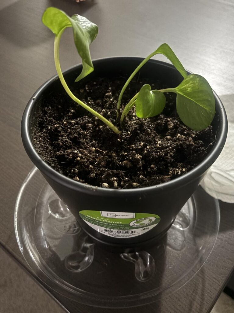 Is this 6in. pot too big??