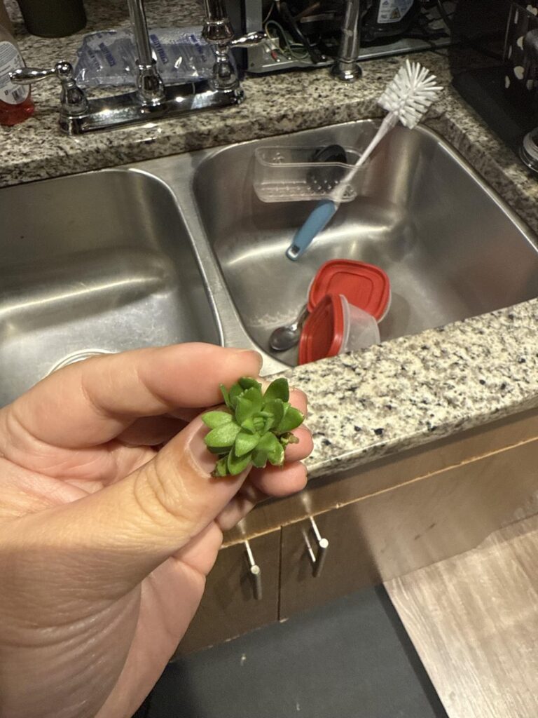 Friend’s MIL told her to make this into a tea